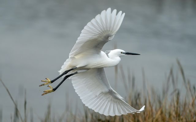 Egret in flight