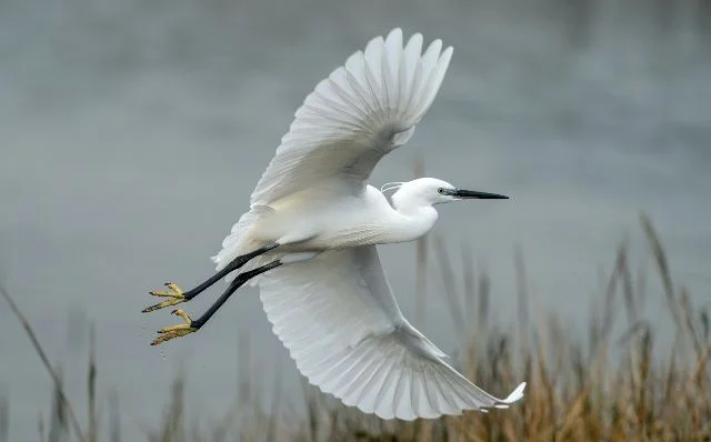 Egret in flight