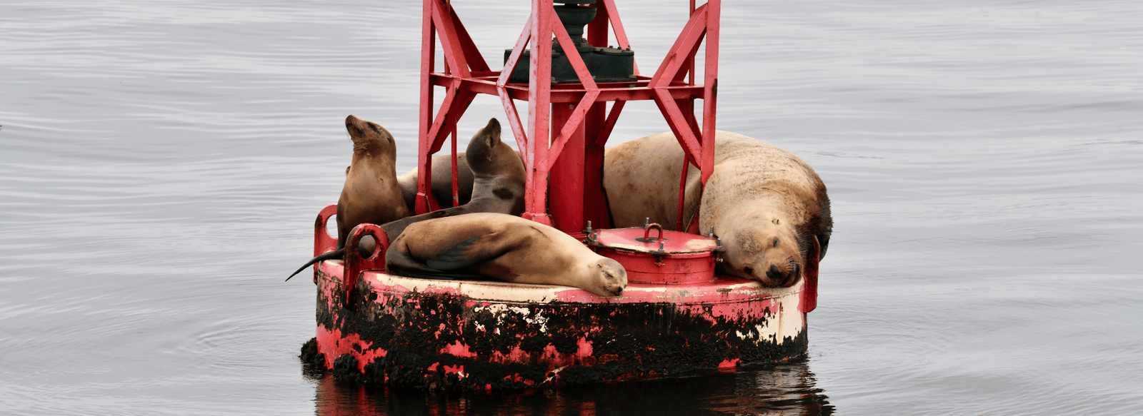 californian sea lions
